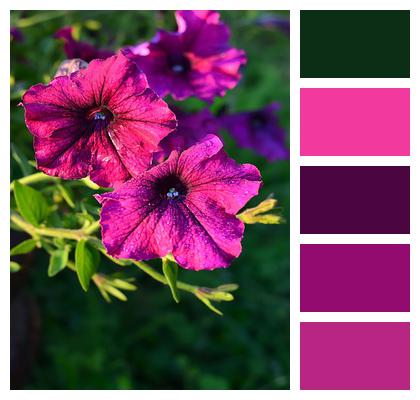 Flowers Purple Flowers Petunias Image